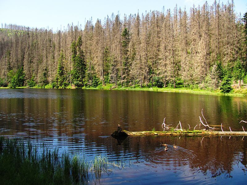Jezero Laka obklopuje překrásná šumavská příroda.