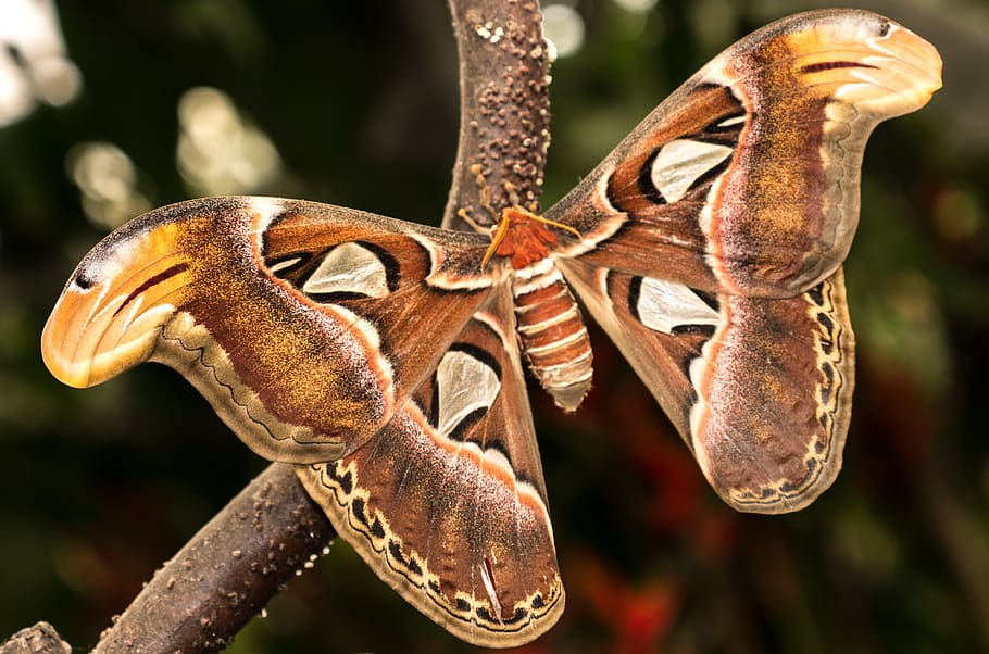 Raritou Motýlího domu Papilonia je Atlas Velký, který se poprvé vylíhl v létě roku 2019.