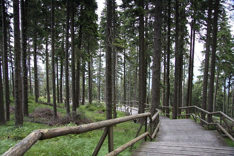 Boubínský prales je dle odhadů starý 12 000 let a v současnosti představuje největší nedotčený les ve střední Evropě.