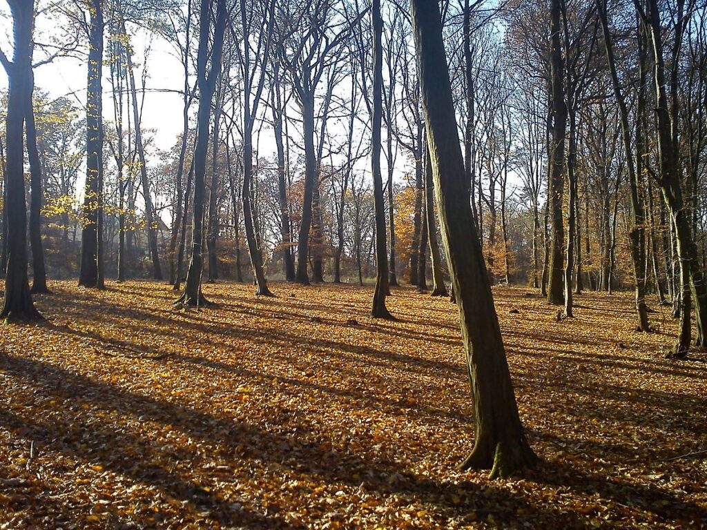 Skvělou příležitost pro uklidňující procházku v Praze nabízí například Kunratický les na Praze 4.